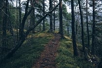 adventure-forest-nature-4029-824x550