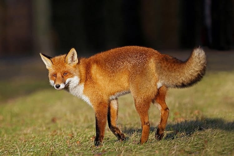 fox-4388014_1280
